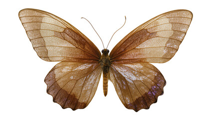 Brown butterfly with translucent wings detailed veins, isolated on transparent background © Aliona