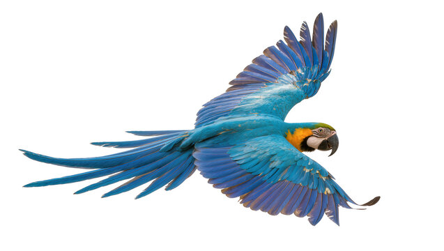 Blue and yellow macaw parrot in flight, isolated on transparent background