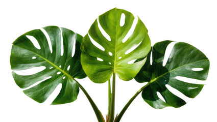 Three vibrant green monstera deliciosa leaves with natural fenestrations, isolated on transparent background © Sorin