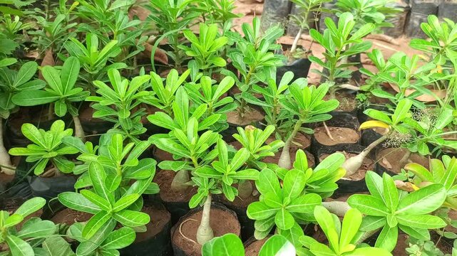 Young green plants and ornamental tree saplings growing in black plastic bags at a commercial plant nursery"