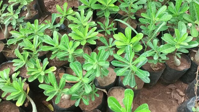 Young green plants and ornamental tree saplings growing in black plastic bags at a commercial plant nursery"