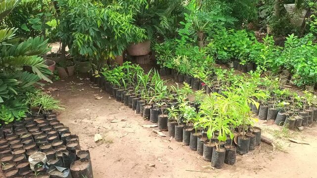 Young green plants and ornamental tree saplings growing in black plastic bags at a commercial plant nursery"