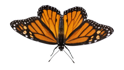 Monarch butterfly with orange wings and black veins, isolated on transparent background © Aliona