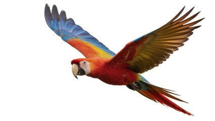Vibrant scarlet macaw parrot with spread wings, isolated on transparent background © Aliona