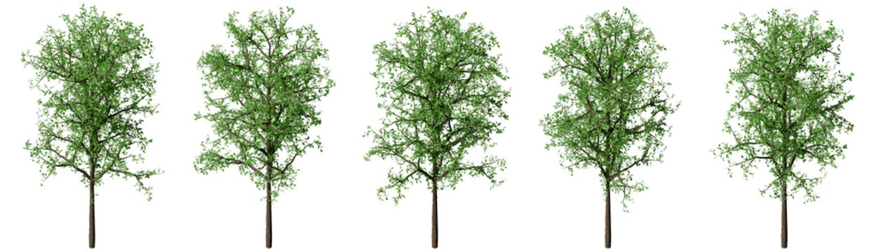 Set of realistic 3d modeling green hornbeam trees medium leaf density isometric view for architectural presentation. Landscape axonometric cutout tree illustration.