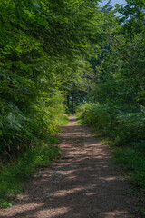Fototapeta premium Sunlight filtering through trees onto a woodland path in Deer Park Forest, Cornwall, United Kingdom