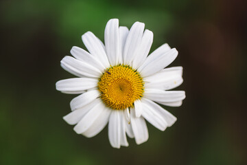 Fototapeta premium Daisy flower gracefully standing out with delicate white petals and a vibrant yellow center, representing freshness, simplicity, and the beauty of natural growth in spring