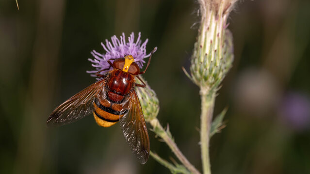 Bio Diversity - Volucella zonaria - Hornet Hoverfly on Flower in natural Habitat