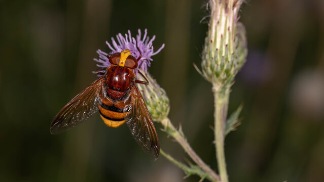 Bio Diversity - Volucella zonaria - Hornet Hoverfly on Flower in natural Habitat