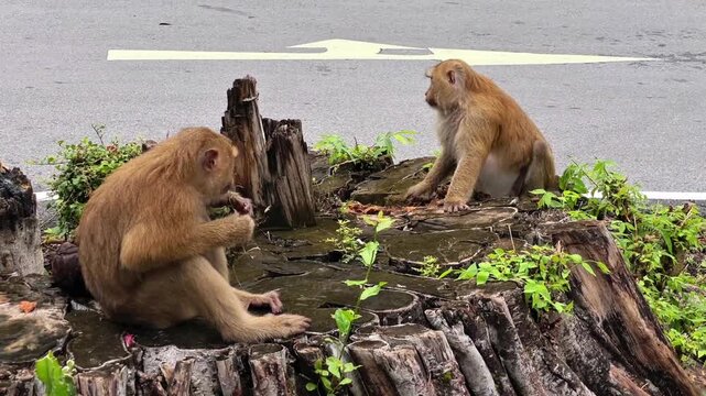 Two pig-tailed macaques sit on a large rotten tree stump by the road. One is picking at the wood, the other is gnawing on the tree roots.