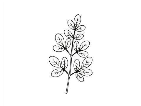 Hand Drawn Moringa Oleifera Leaf Branch Sketch Isolated on White Background for Botanical Design