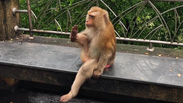 A female pig-tailed macaque sits on a bench in a public park and lifts her hind leg to be scratched.