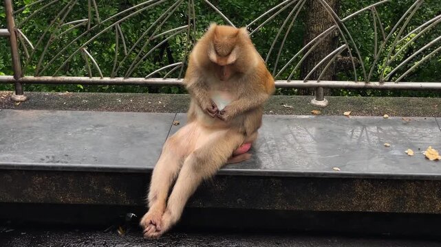 A female pig-tailed macaque sits calmly on a park bench, searching for and collecting insects from the fur on her abdomen.