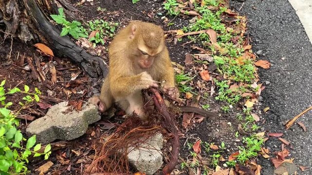 A pig-tailed macaque sits near an old, rotten tree stump by the road, gnawing on a tree root. This is a natural behavior for a wild primate when foraging in its natural environment.