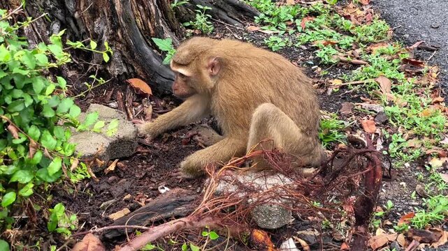 A pig-tailed macaque sits near an old rotten tree stump by the side of the road and digs for food in a public park in Phuket, Thailand.