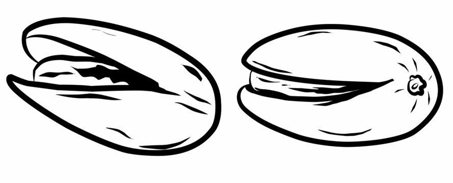 Doodle Pistachio nut. hand drawn Pistachio line art style 