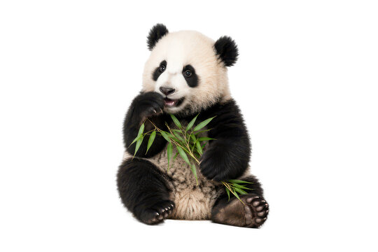 Cute giant panda sitting and eating fresh bamboo leaves, isolated on a clean white background.