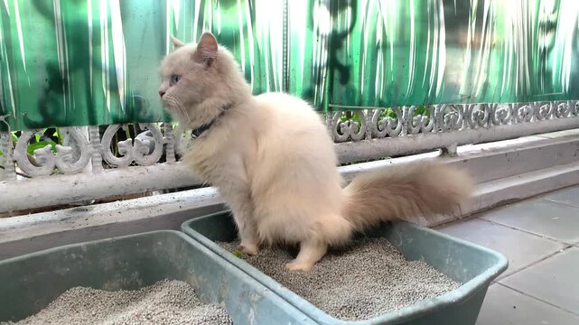 White Ragdoll Cat Using Litter Box&mdash;Ideal for Pet Care and Cat Behavior Footage