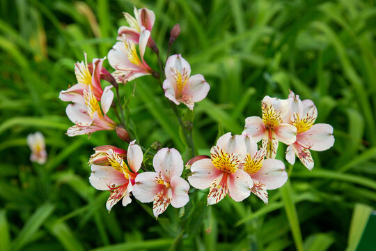 Lily Pagan Ritual on a clear sunny day. Flora domestic indoor plants and flowers.