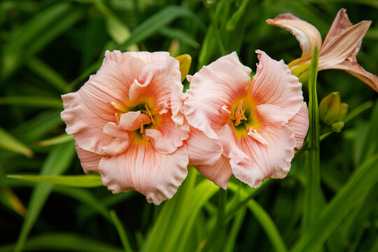 Lily Siloam Fairy Tale on a clear sunny day. Flora domestic indoor plants and flowers.