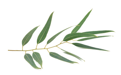 Fototapeta premium Eucalyptus Branch with Green Leaves Isolated on White Background