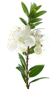 Myrtle branch with flower