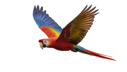 Scarlet macaw parrot with vibrant red blue and yellow feathers flying, isolated on transparent background © Constantin