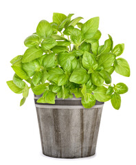 Fototapeta premium Fresh basil plants in vase