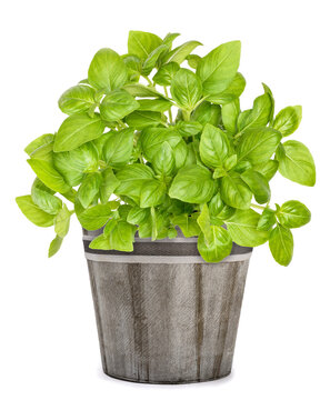 Fresh  basil plants in vase