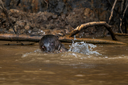 Giant Otter - Pteronura brasiliensis, large fresh water carnivore from South American rivers, Pantanal, Brazil.