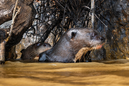 Giant Otter - Pteronura brasiliensis, large fresh water carnivore from South American rivers, Pantanal, Brazil.