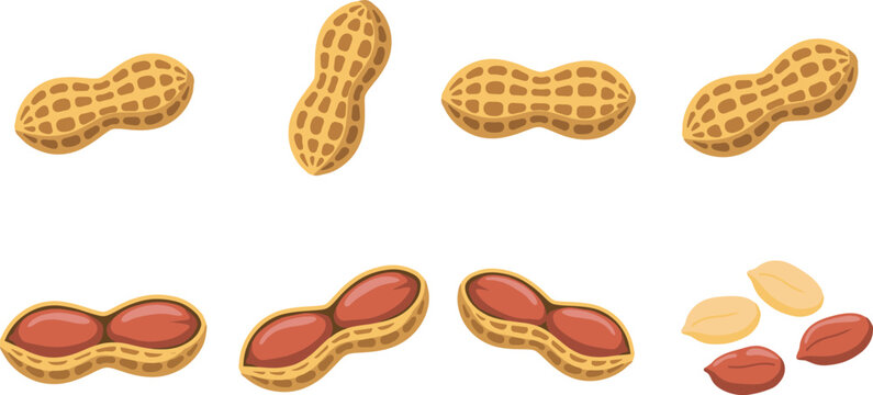 Organic Raw Peanut Vector Icon Set with Whole Textured Pods, Opened Shells, and Shelled Grains for Healthy Snack Packaging and Nut Butter Branding