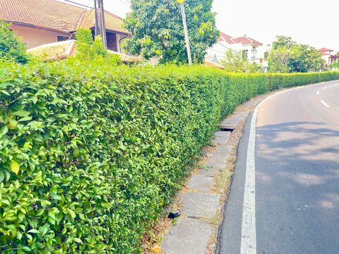 quiet residential street in the daytime,surrounded by green hedges and houses with tiled roofs. The atmosphere feels lush,cool and simple like a corner of the city that still preserves a sense of calm