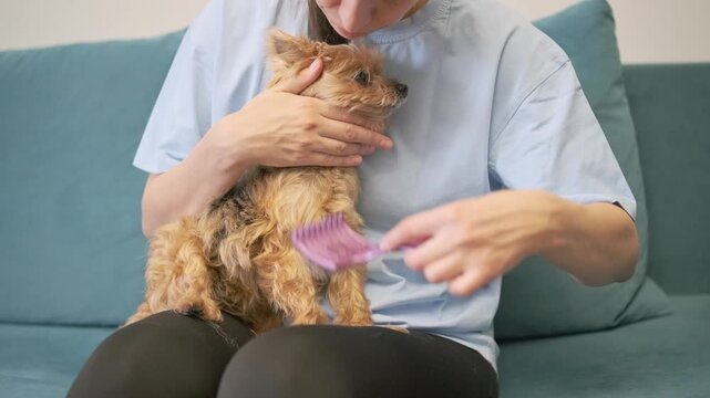 woman holds dog on lap to brush tangled chest fur with special slicker brush. careful dog grooming removes painful mats from coat. gentle dog handling makes brushing easier for pet