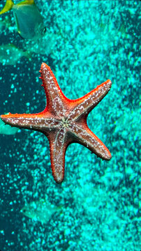 A vivid orange starfish with textured skin and tiny white spines rests against a glowing turquoise underwater background, showing intricate marine invertebrate detail and natural texture