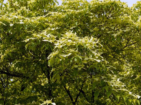 Japanese dogwood (Cornus kousa). Bushy tree with spreading dark grey branches adorned with creamy-white bracts around yellow-green flowers above ovate green acuminate leaves with undulate margin