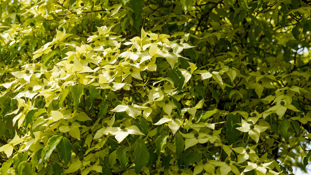 (Cornus kousa) Japanese dogwood tree adorned with a profusion of flowers clusters surrounded by large, waxy, creamy-white bracts, set against oval, pointed, leathery, bright green foliage.

