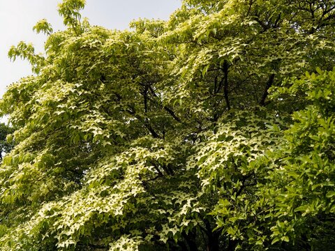 (Cornus kousa) Japanese dogwood, an elegant shrub with abundant flowering of flowers surrounded by four white, oval and pointed bracts, on dark green, veined and acuminate, oval-elliptical foliage
