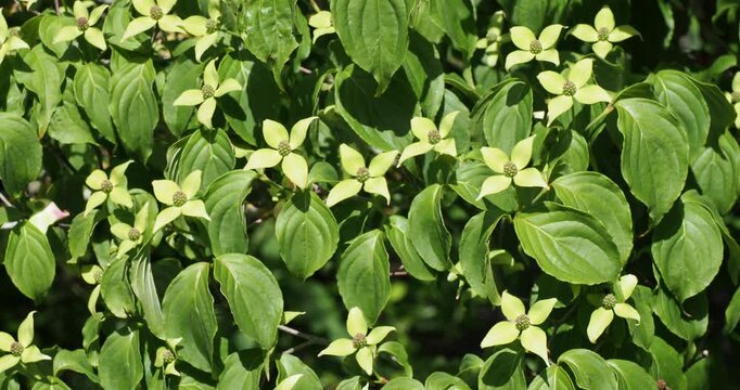 Cornus Kousa or Japanese dogwood tree producing delicate creamy-white flower star-like in a canopy of dark green oval and acuminate leaves with ondulate margins