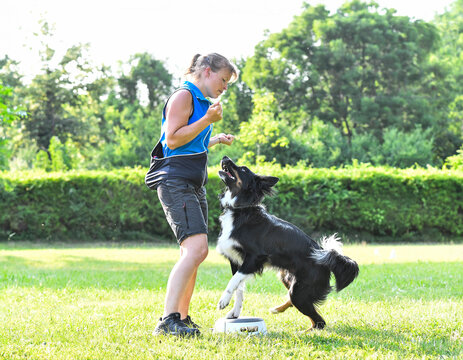 obedience training with a border collie