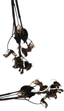 Nature asset featuring organic botanical decay texture cutout stems leaves against a black background for design composites biophilic architecture sustainable material pattern minimalism versatile ele