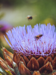 Bees feeding on the nectar of an Artichoke flower © Dave Harrison-Ward