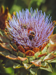 Bees feeding on the nectar of an Artichoke flower © Dave Harrison-Ward
