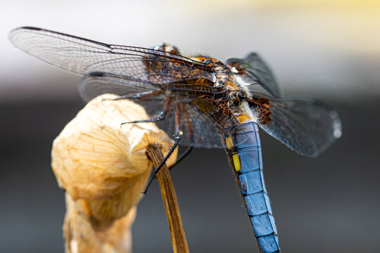 Libellule d&eacute;prim&eacute;e m&acirc;le (Libellula depressa) de profil pos&eacute;e sur une fleur blanche s&eacute;ch&eacute;e