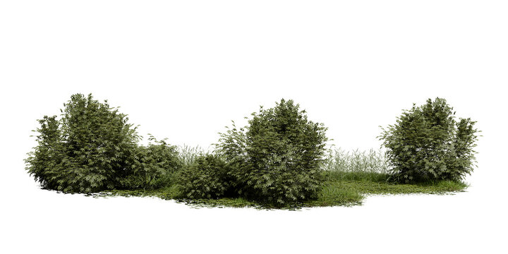 Three groups of green bushes stand in a clear space. Grass covers the ground around them. Sunlight is shining on the scene, showing the shapes of the plants. 3d render