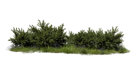 Fototapeta premium Cluster of green bushes surrounded by grass. Small flowers add color to the area. The plants are well-lit under daylight, showing their natural forms. 3d render