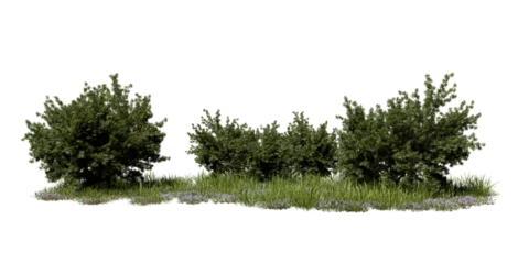 Green bushes and grass grow next to each other in an outdoor setting. This scene shows a mix of plants and ground cover. The layout suggests possibilities for landscaping and gardening. 3d render © angel_nt