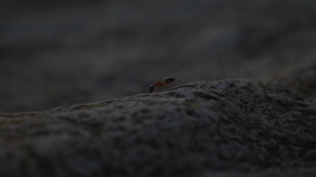 Macro footage of red forest ant crawling on textured rock surface during sunset.