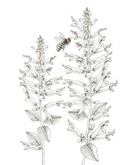 Fototapeta premium Pineapple sage and a bee vector