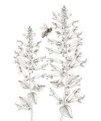 Pineapple sage and a bee vector © Marina Gorskaya